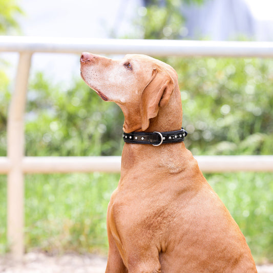 Marquise Pup | The Celebrity Collar — Black Patent Leather with Crystal Rivets