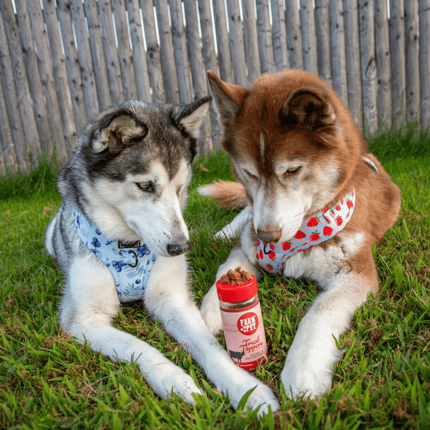 Marquise Pup | Pure Beef Meal Topper — Powdered Protein for Dogs & Cats