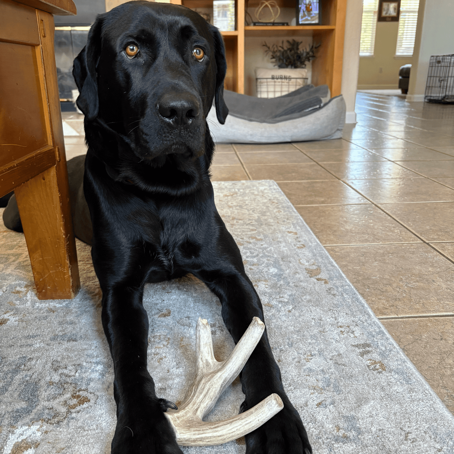 Marquise Pup | Wild Whitetail Deer Antler Chews