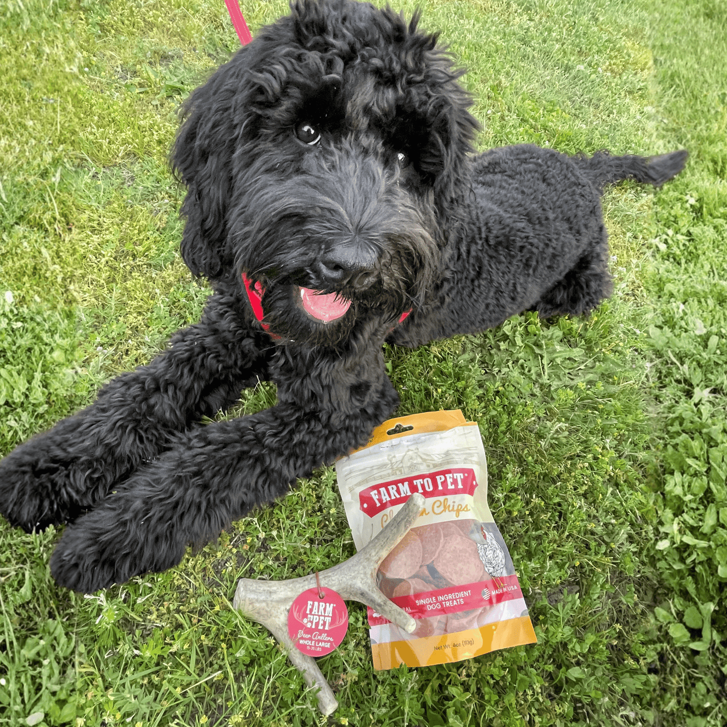 Marquise Pup | Wild Whitetail Deer Antler Chews