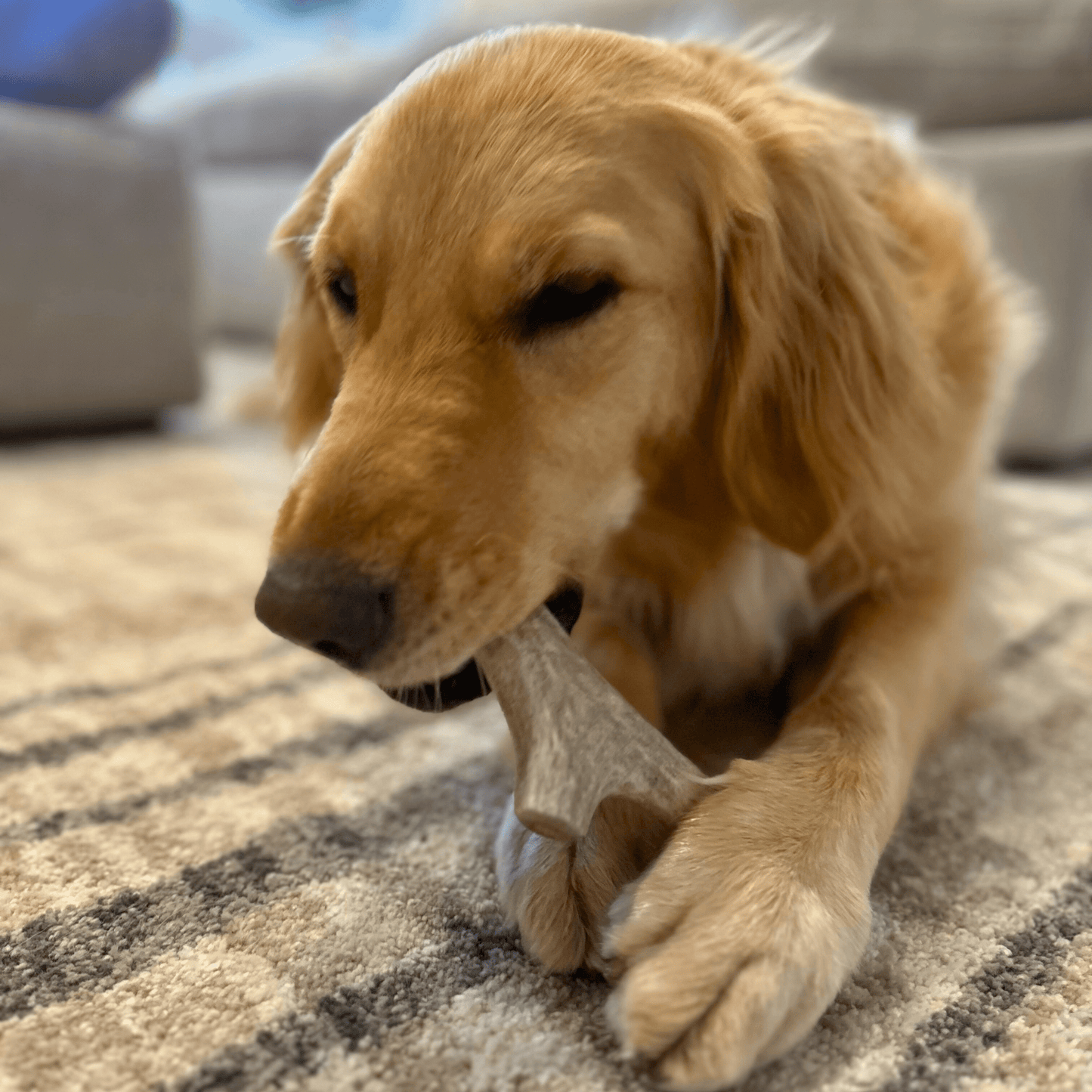 Marquise Pup | Wild Whitetail Deer Antler Chews