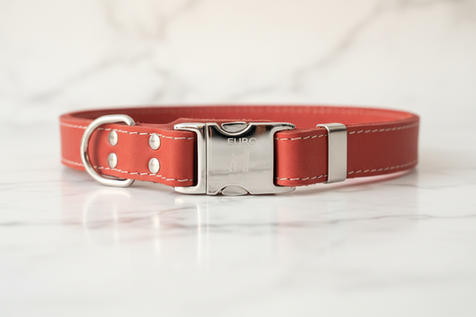 Coral reef leather dog collar with white stitching and silver buckle on white marble